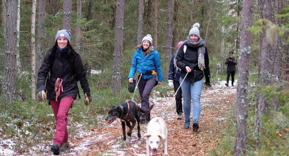 Singlereizen Lapland najaar